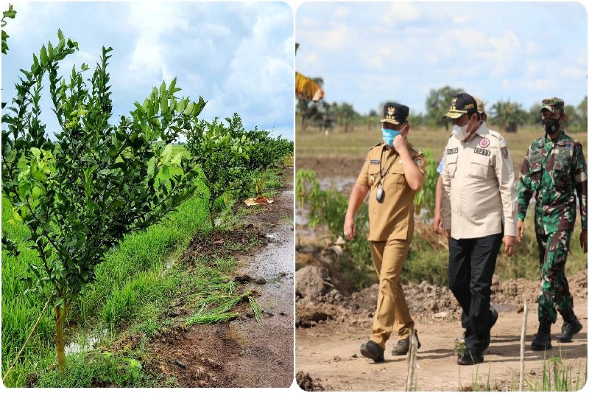 Pengembangan hortikultura kawasan food estate tingkatkan perekonomian masyarakat