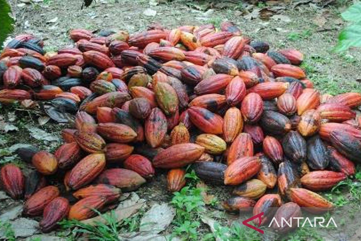 Dinas Perkebunan Kaltim latih poktan tangani biji kakao