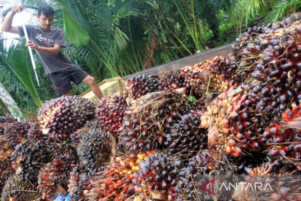 Harga TBS Sawit di Abdya tembus Rp2.900/kilogram