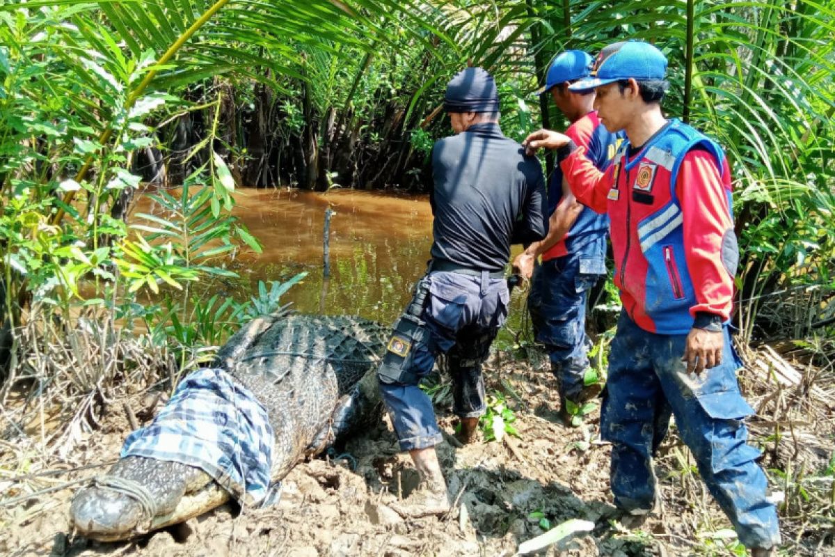 Sempat kesulitan, DPKP Inhil berhasil evakuasi buaya 5 M di Desa Sungai Piyai
