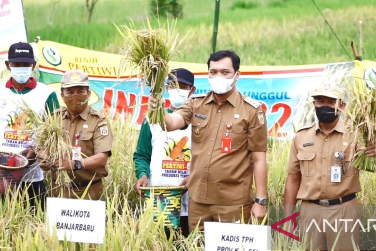 Wali Kota panen padi unggul di Bangkal