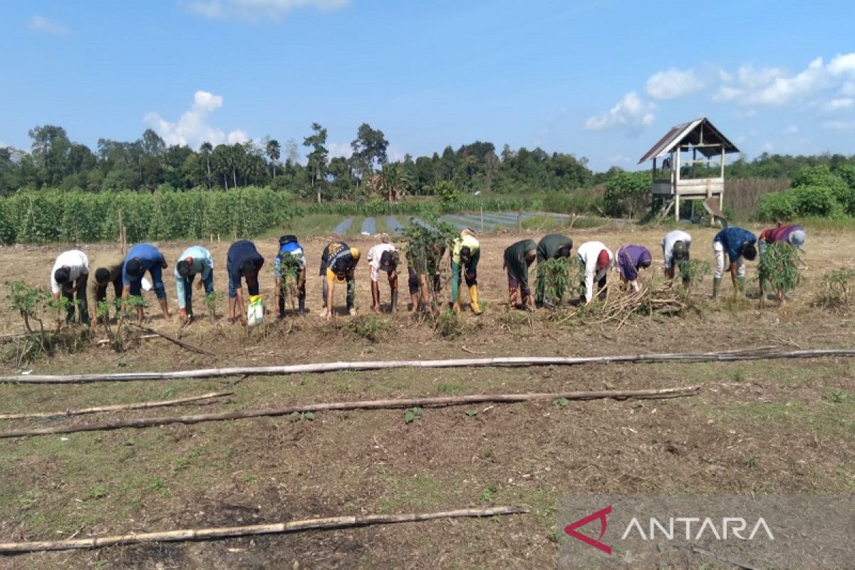 Ilham Pangestu bantu petani kembangkan jagung di lahan 60 hektare