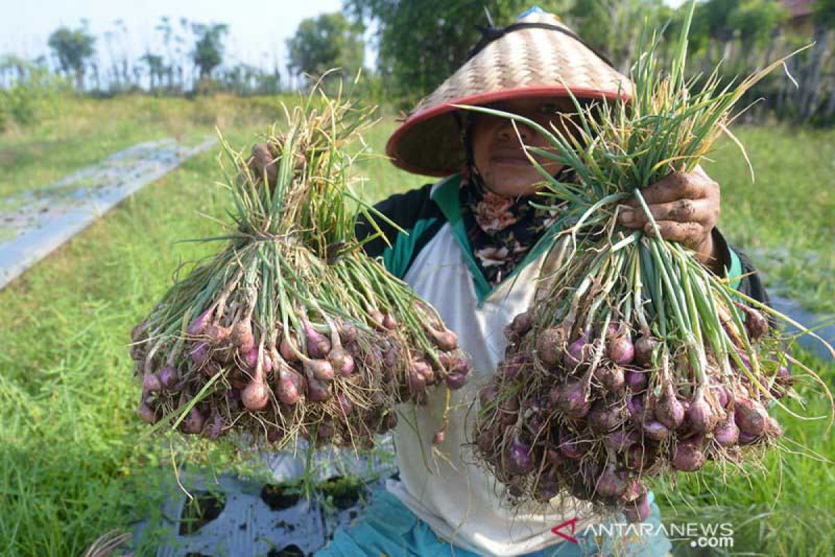 Konsumsi bawang merah di Aceh Utara capai 1.729,6 ton