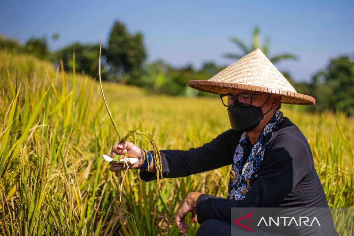 Wali Kota Bogor sebut wisata alam Mulyaharja bisa sandingkan dengan Ubud Bali