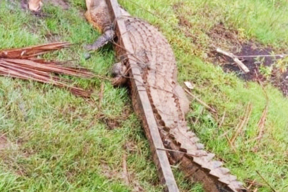 Buaya pemangsa ternak di Kayong Utara Kalbar berhasil ditangkap warga