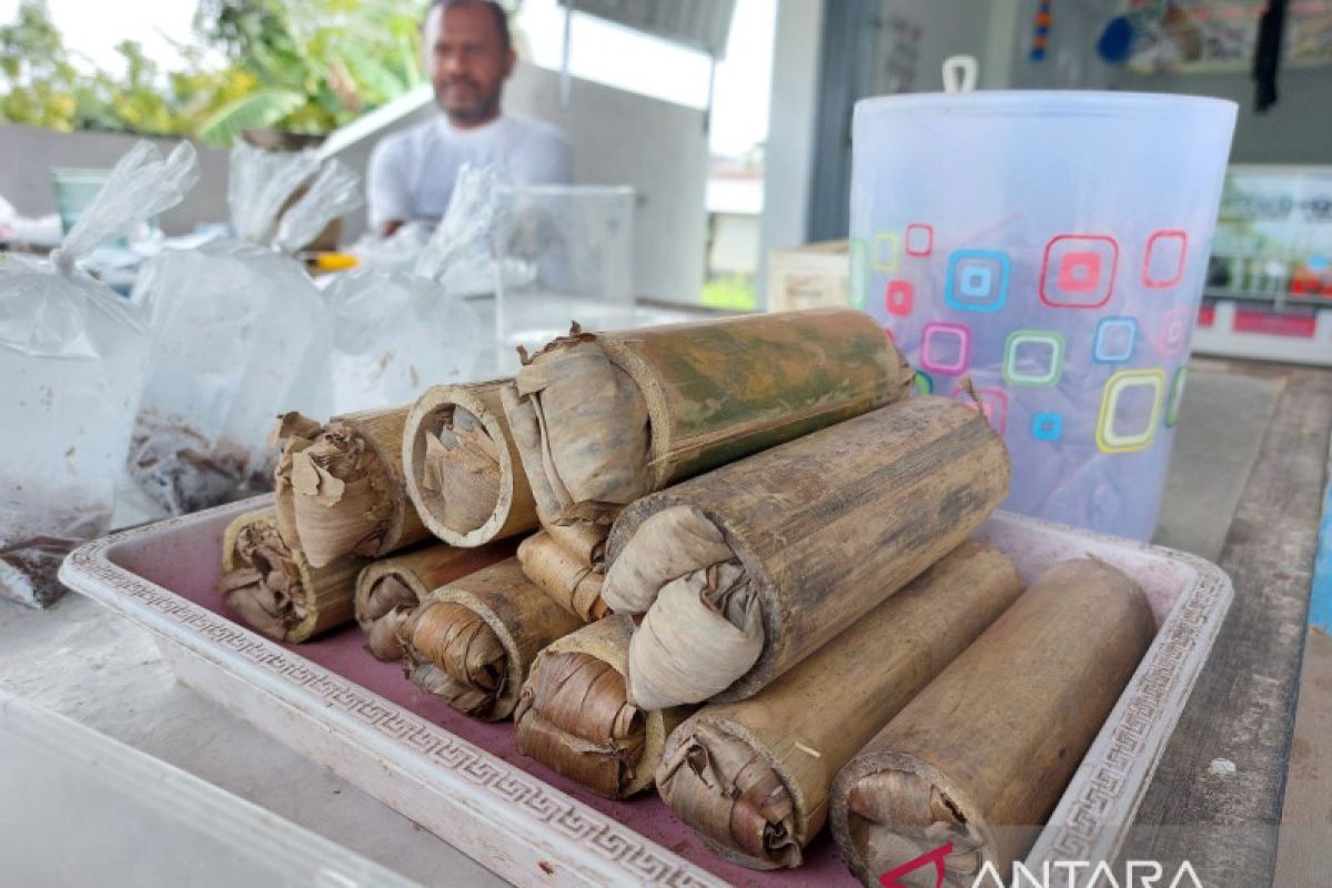 Bamboo caterpillar business prospecting in HST