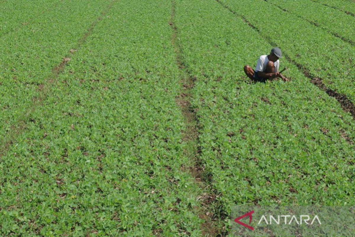 Kementan target produksi 1 juta ton kedelai cukupi kebutuhan nasional