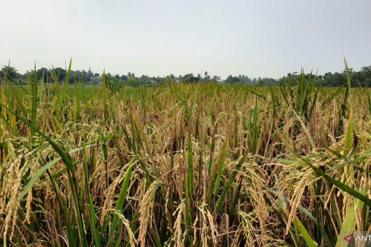 Dispertan pastikan ketersediaan beras di Kabupaten Tangerang masih aman