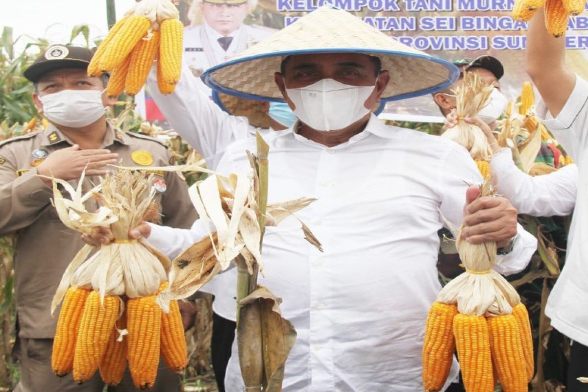 Sumatera Utara targetkan produksi jagung 1,624.357 ton
