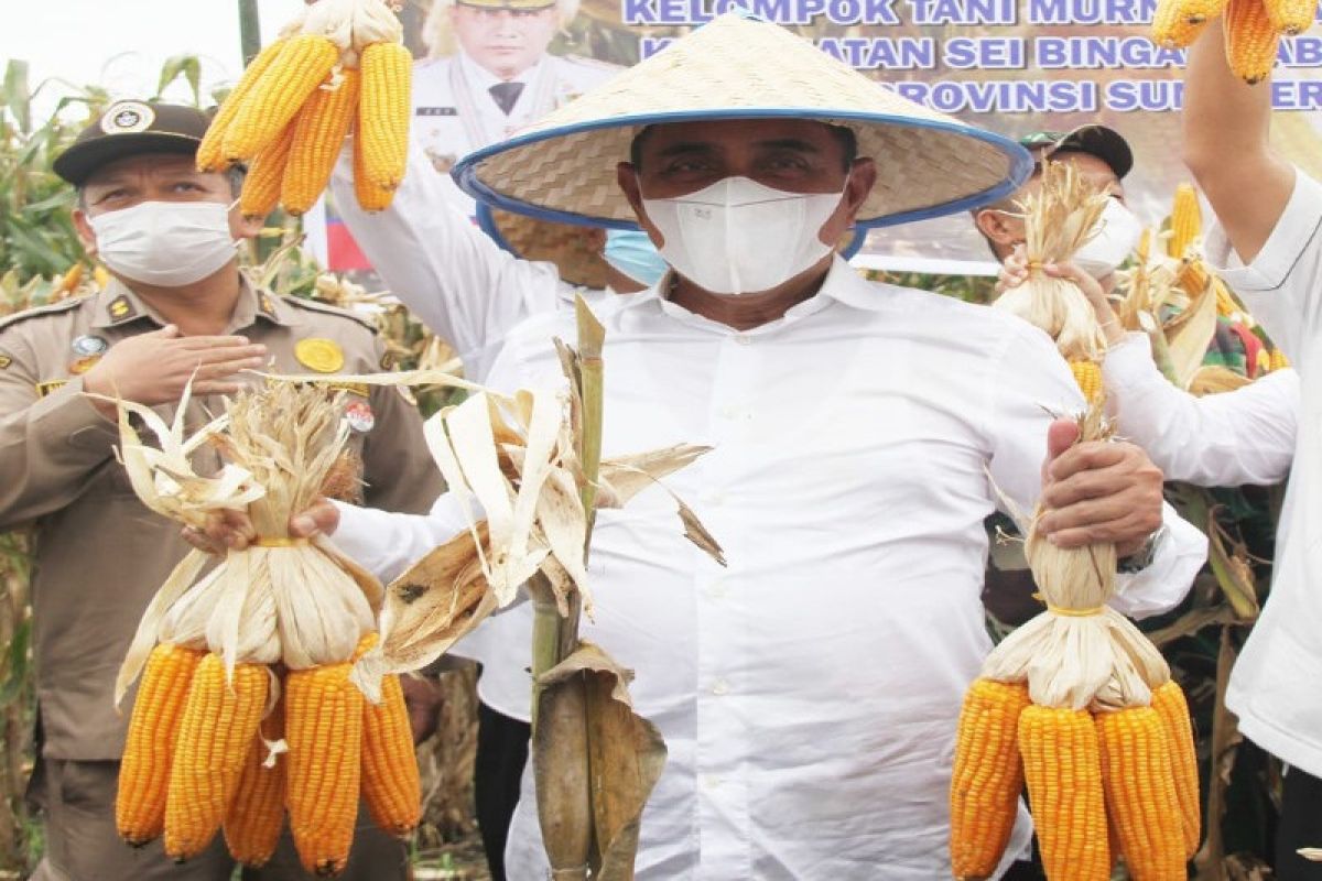 Sumut targetkan produksi jagung 1,624.357 ton