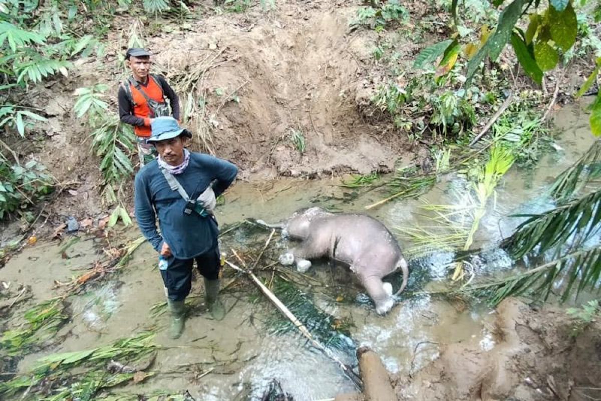 Petugas konservasi temukan bangkai bayi gajah di jalur sungai Pidie