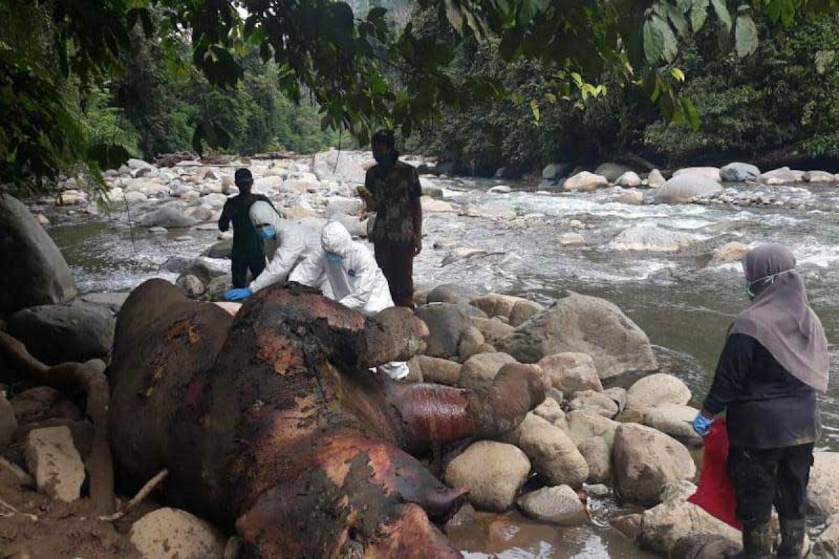 Bangkai satu gajah sumatera ditemukan di kawasan hutan Aceh Utara