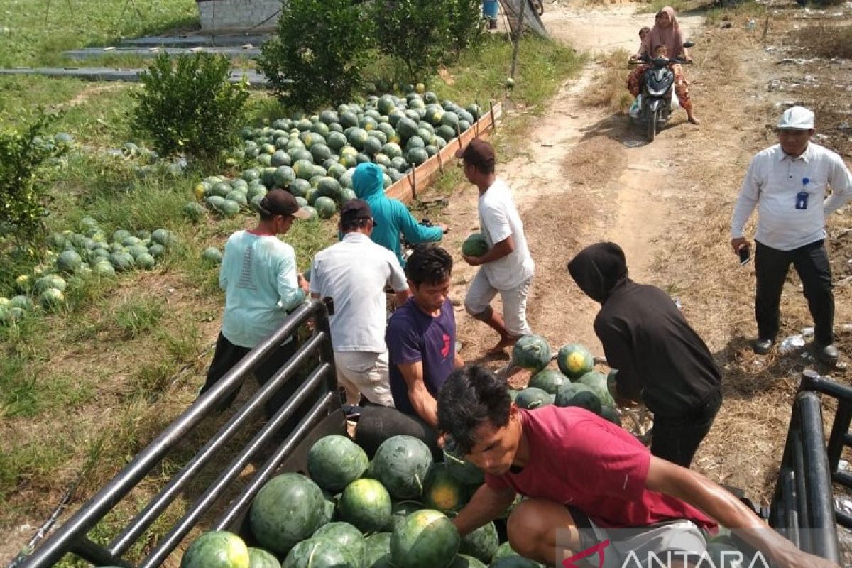 Belajar otodidak, petani binaan CD RAPP ini sukses kembangkan kebun semangka