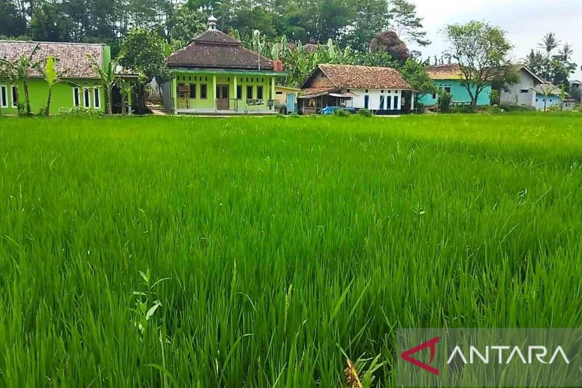 Lahan terbatas, persawahan Kota Sukabumi andalkan padi varietas genjah