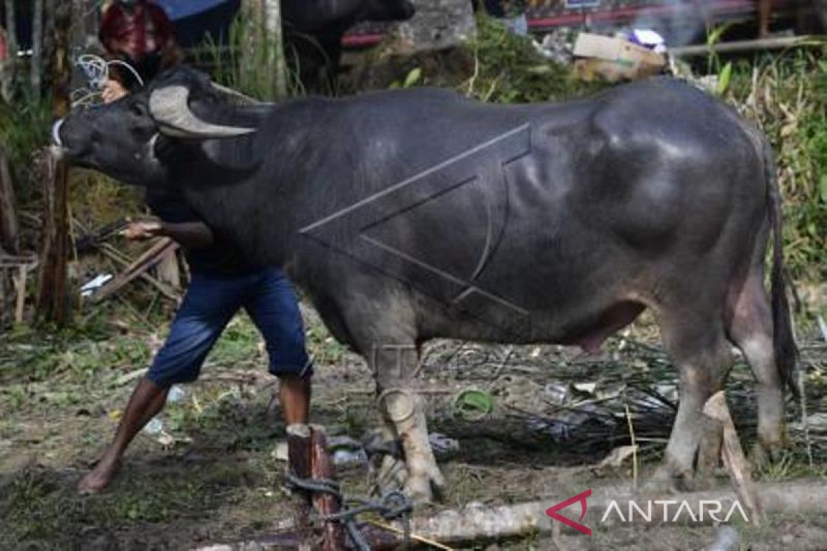 Pemotongan Kerbau Pada Upacara Rambu Solo