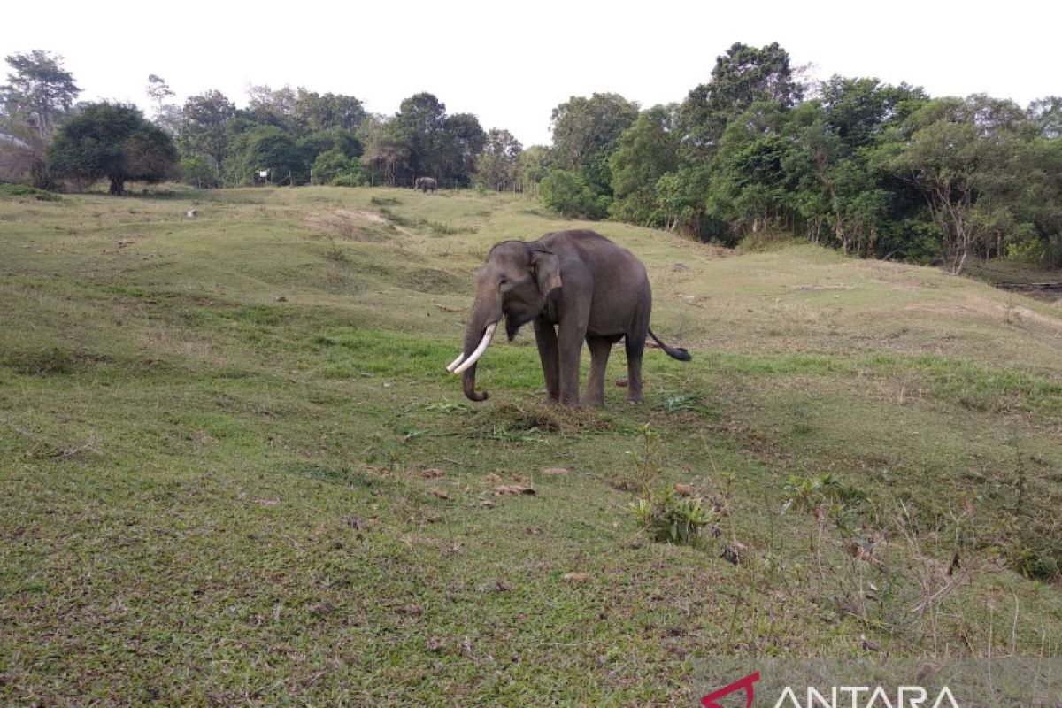 Konsorsium Seblat ungkap dugaan jual beli hutan habitat gajah Bengkulu