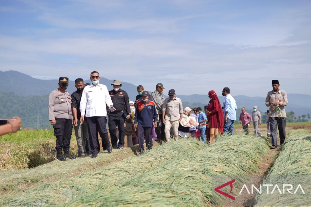 Masyarakat Kabupaten Solok manfaatkan lahan tanami bawang merah