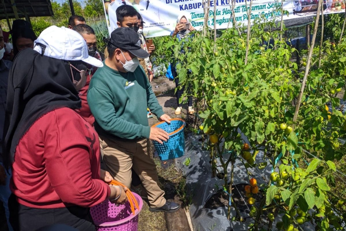 Peluang pasar tanaman hortikultura di Kotim sangat terbuka