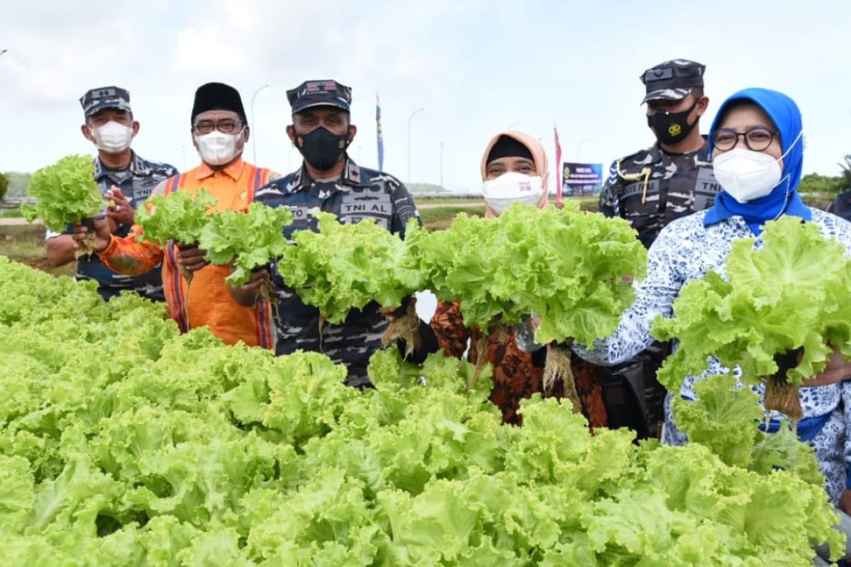 Bantu pemerintah, Lantamal XII Pontianak panen raya ikan dan sayuran