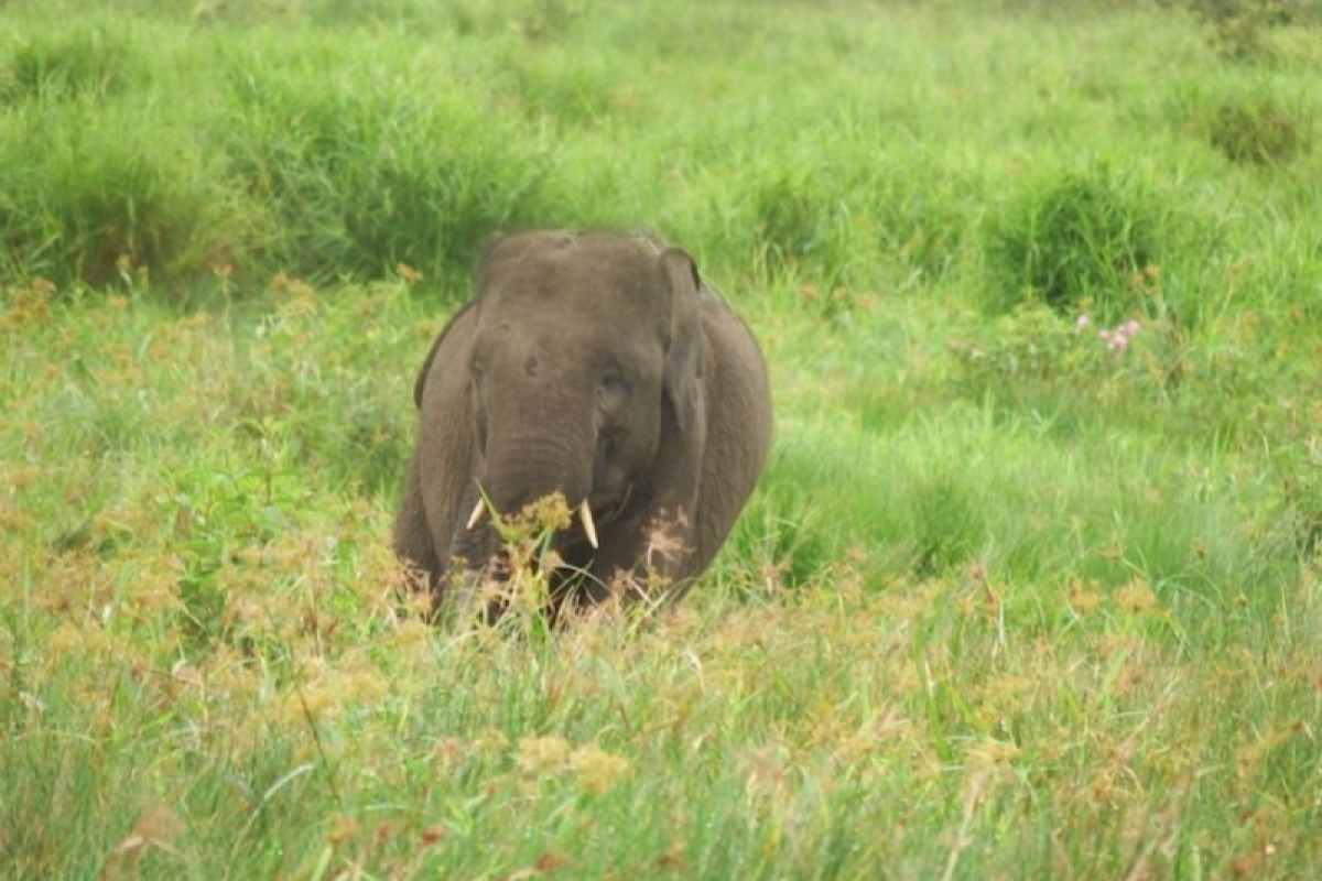 BKSDA Sumsel: Populasi gajah di SM Padang Sugihan bertambah