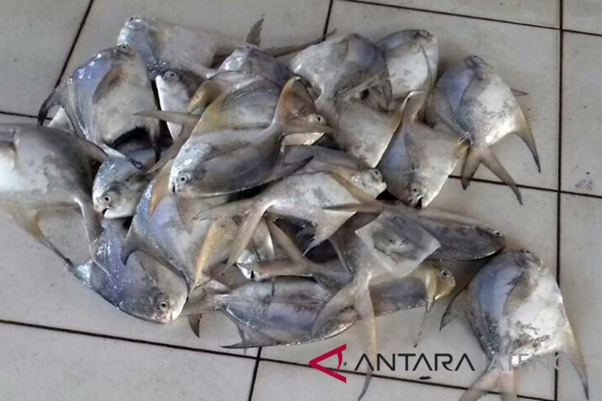 Lombok Barat memasok enam ton ikan bawal ke perusahaan tambang