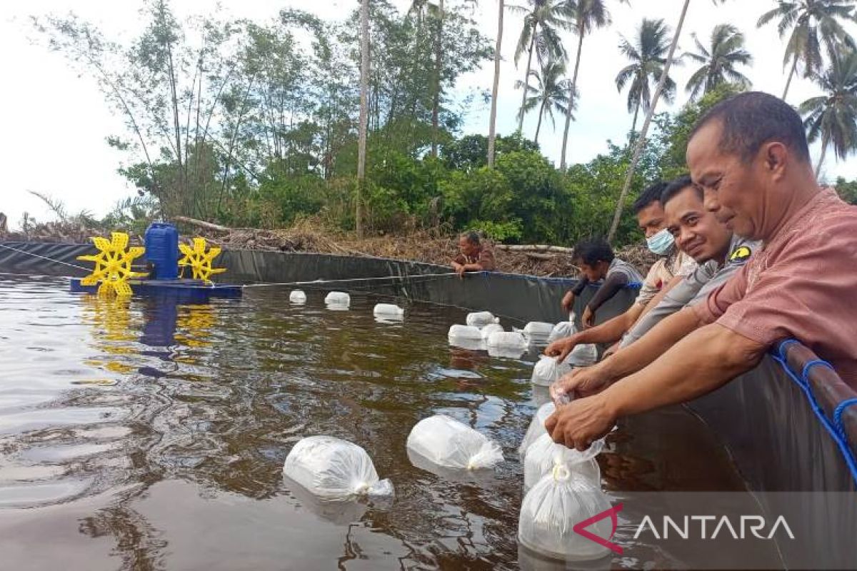 PT Timah serahkan 500.000 bibit udang vaname bantu nelayan Bakit