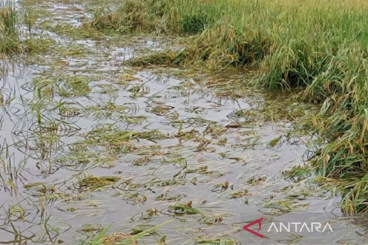 Ratusan hektare tanaman padi di Aceh Tamiang terancam gagal panen akibat banjir