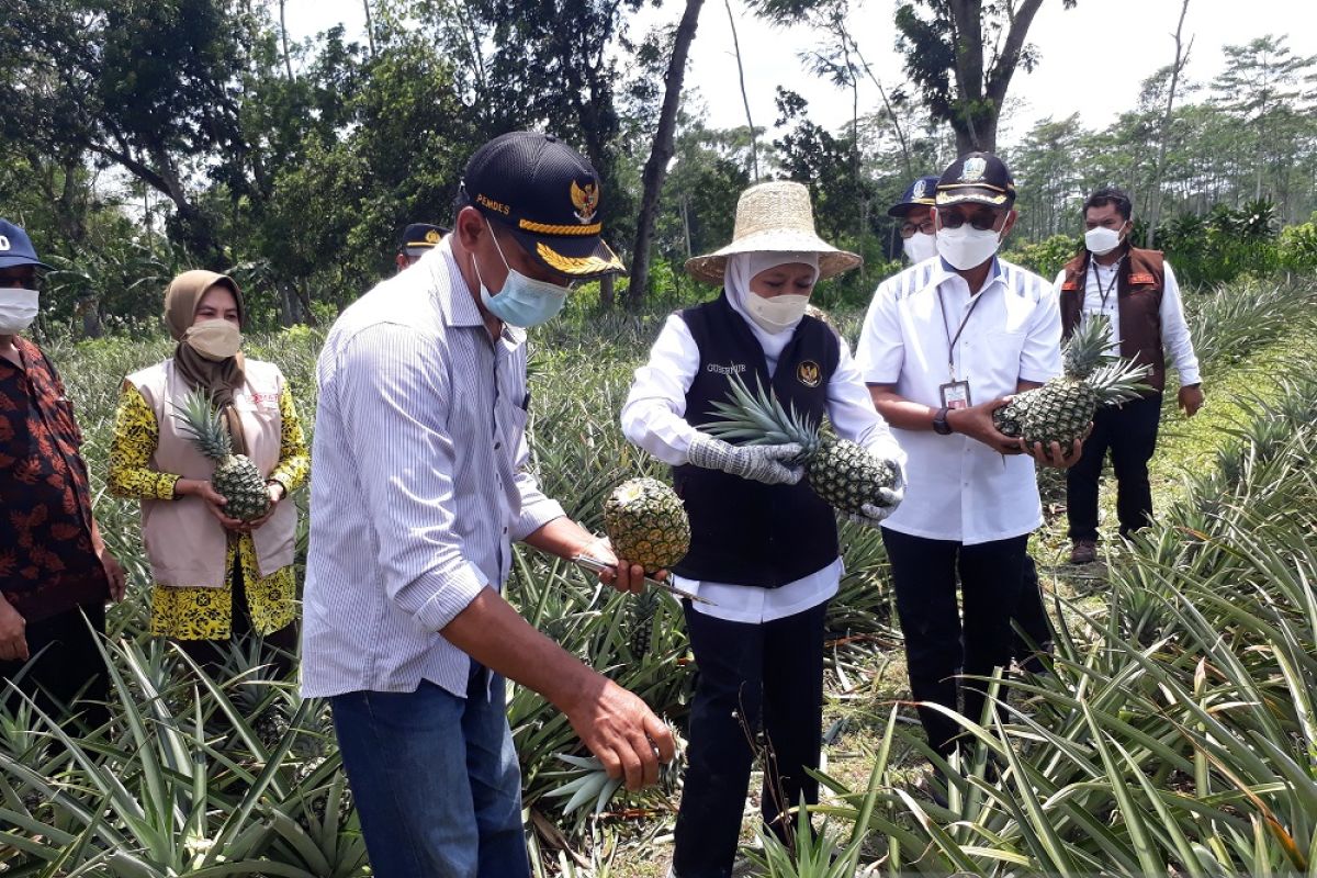 Nanas Pasir Kelud jadi andalan petani di Ngancar Kediri