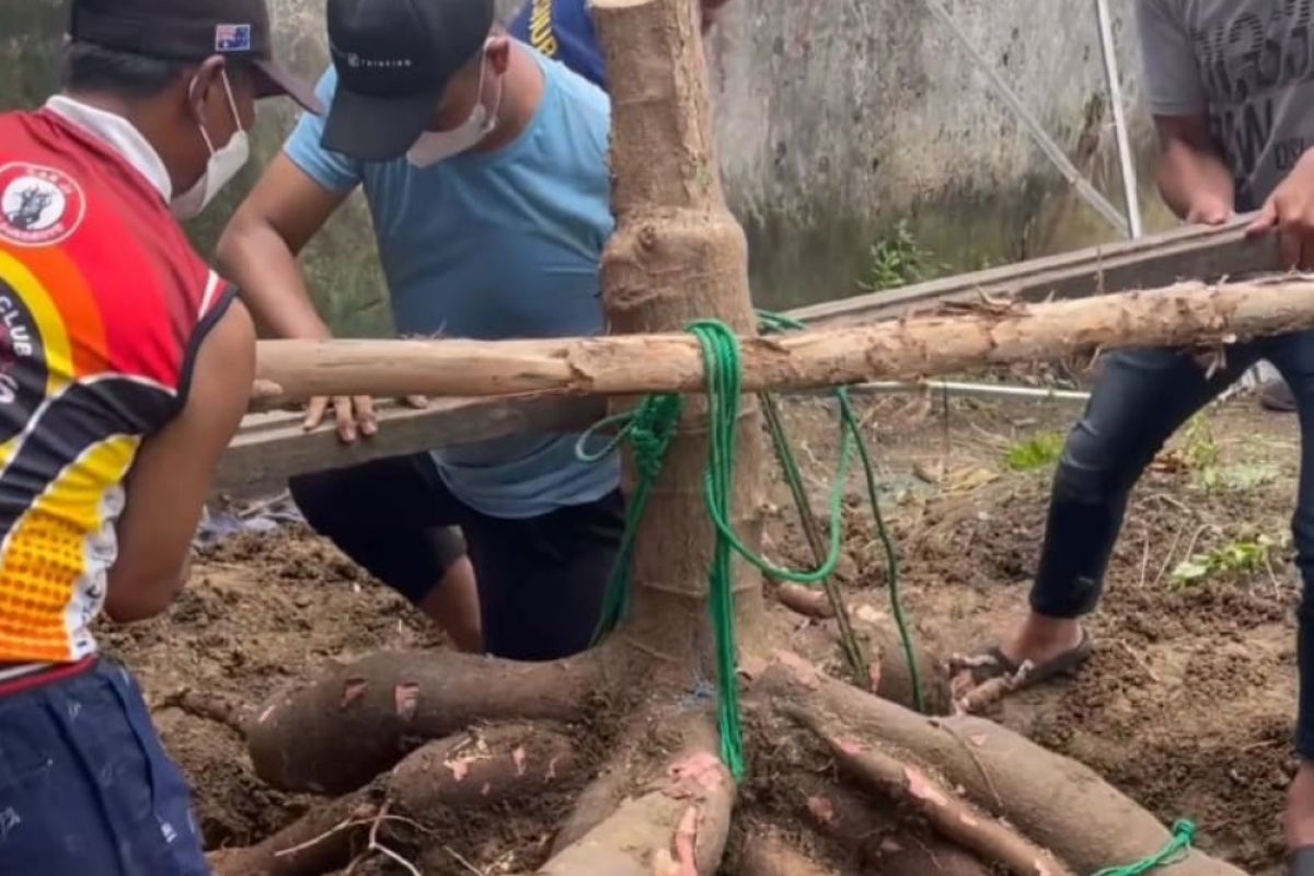 Wawali Surabaya panen singkong raksasa di kebun milik pribadinya