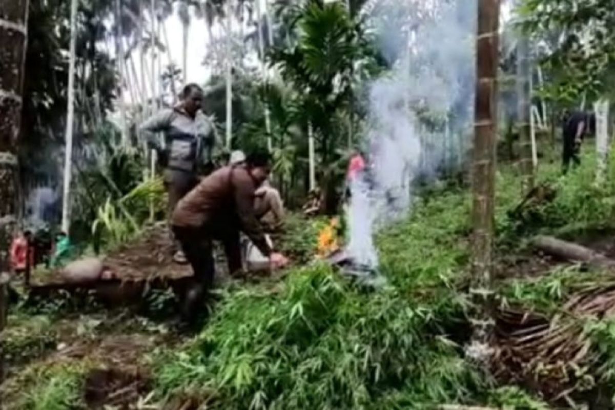 6,28 Ha ladang ganja ditemukan di pedalaman Aceh