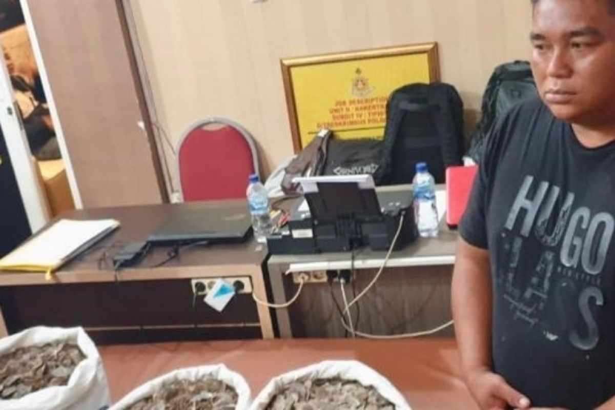 Polda Sumut tangkap pelaku  perdagangan sisik trenggiling ilegal