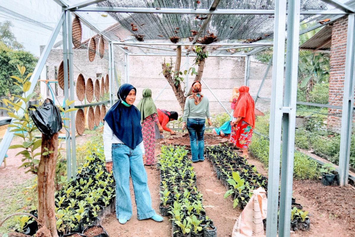 Pemkot Bandarlampung dorong pemanfaatan lahan kosong untuk "urban farming"