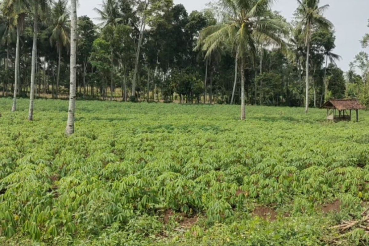 Lampung dorong hilirisasi olahan produk singkong