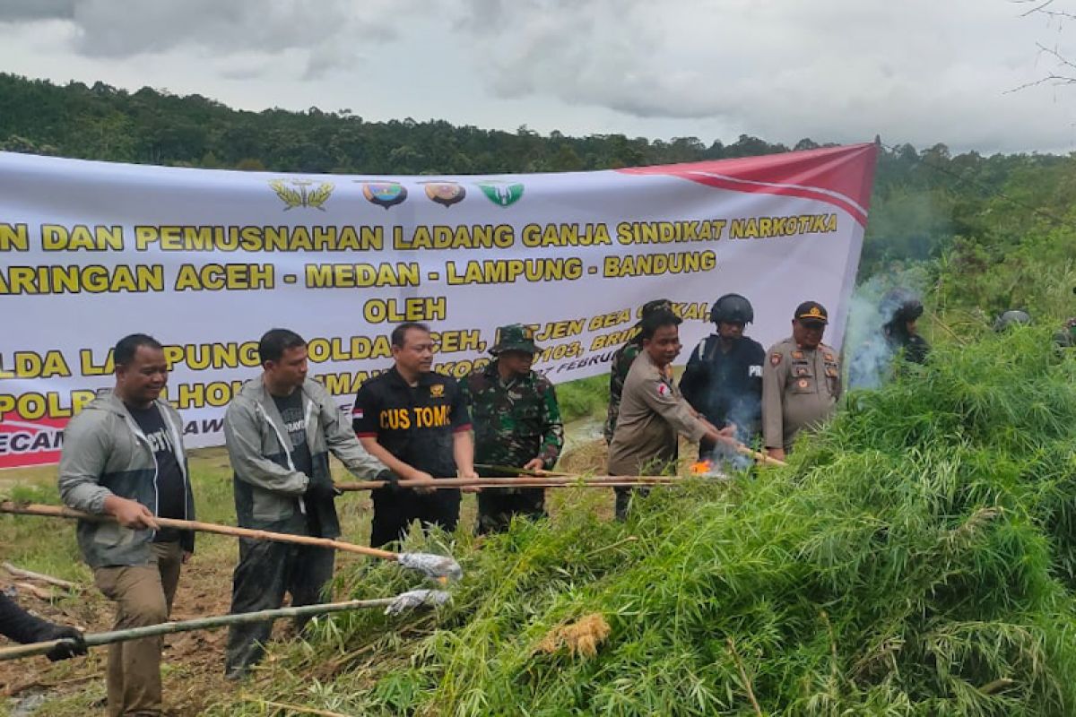 Tim gabungan temukan 6,2 hektare ladang ganja di Aceh Utara