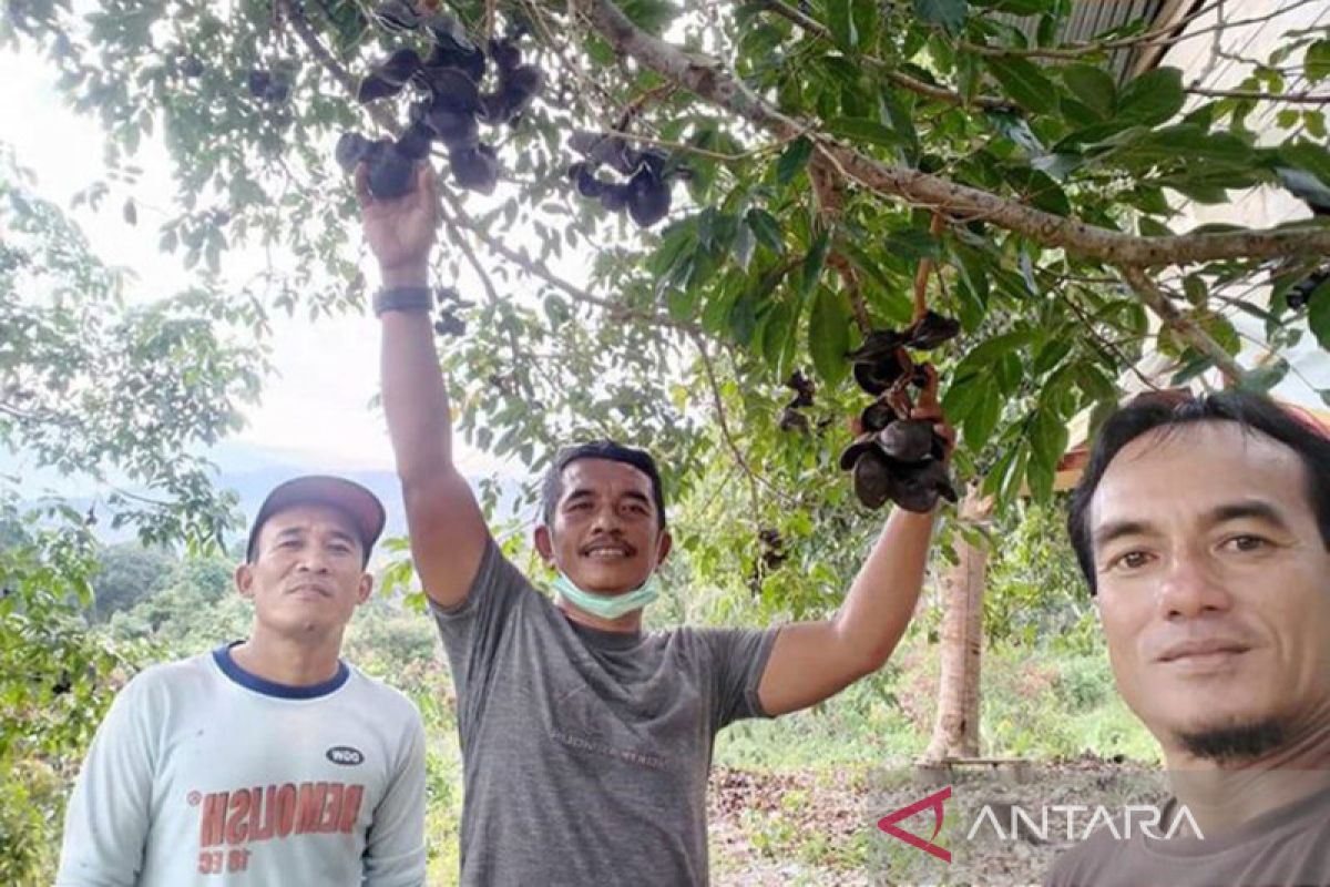 Di Aceh  311.151 batang benih jengkol varietas unggulan bersertifikat