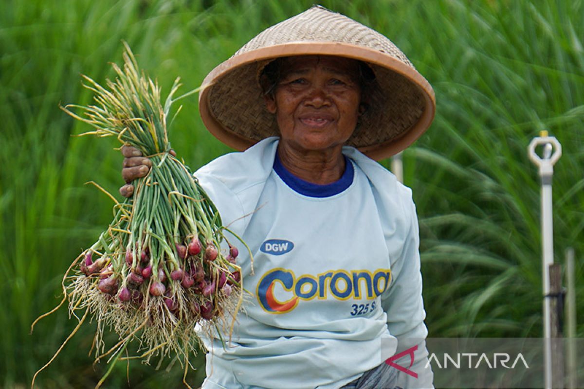 BPS: Sektor hortikultura alami peningkatan NTP tertinggi