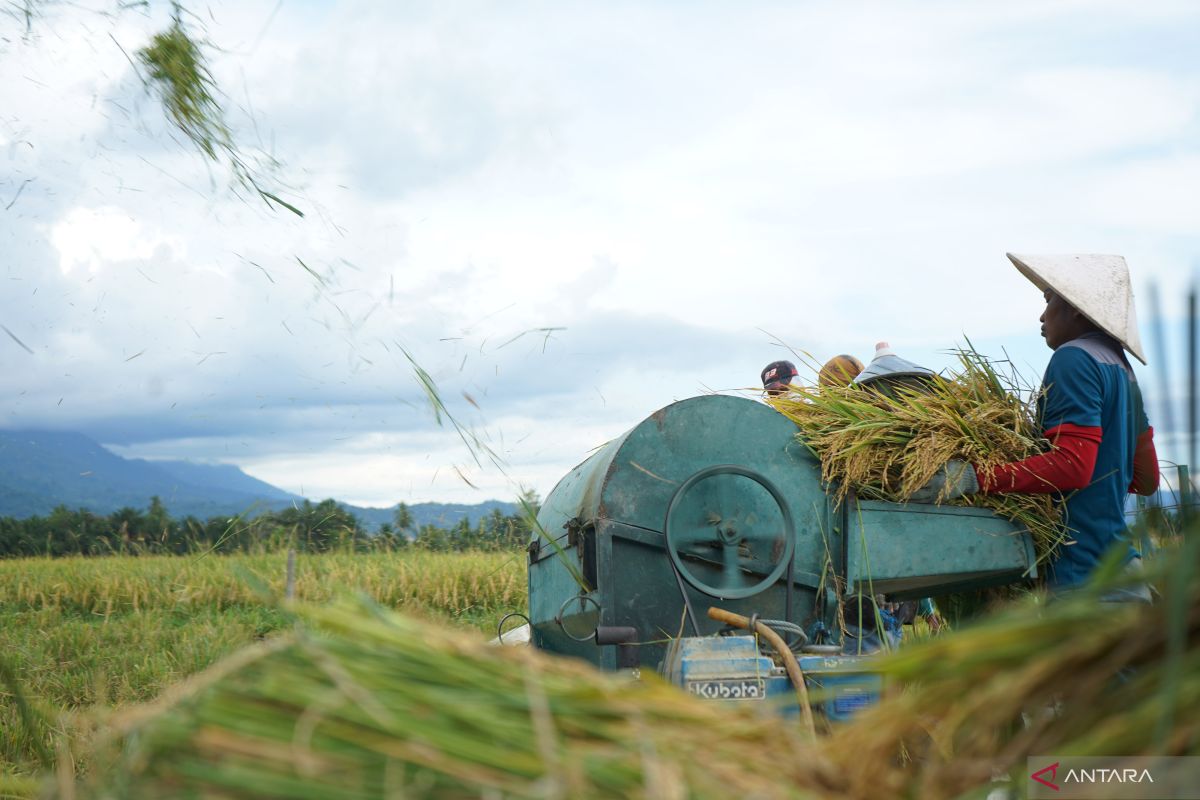 Kementerian Pertanian pastikan produksi beras nasional aman