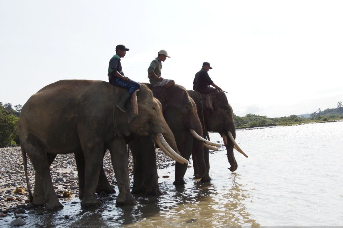 Polda lakukan pemeriksaan soal jual beli kawasan hutan habitat gajah
