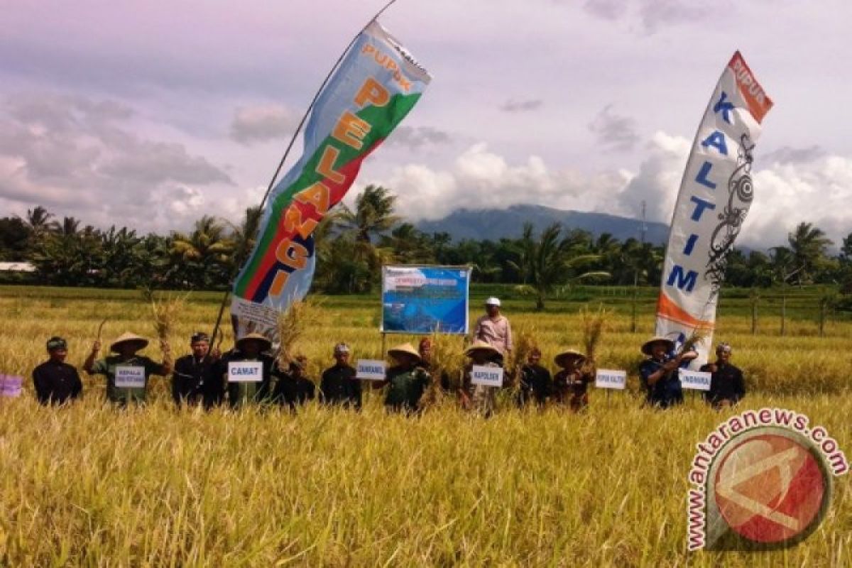 BPS: Produksi padi NTB naik mencapai 1,42 juta ton pada 2021