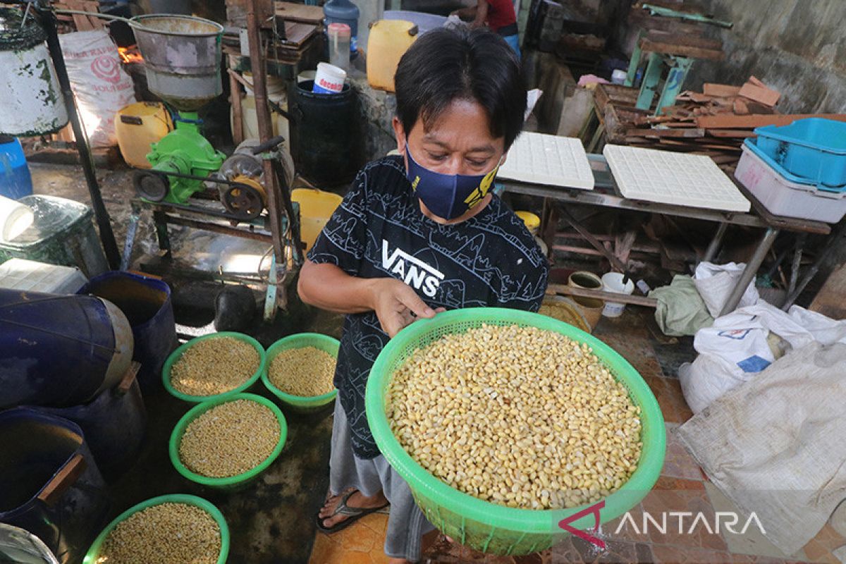 Indonesia perlu alternatif pengganti kedelai untuk tempe