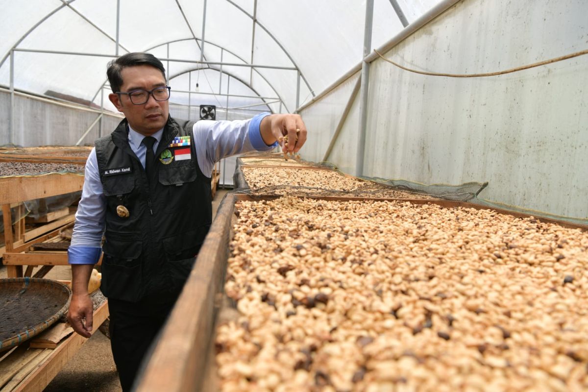 Ridwan Kamil lepas ekspor kopi Garut ke Belanda