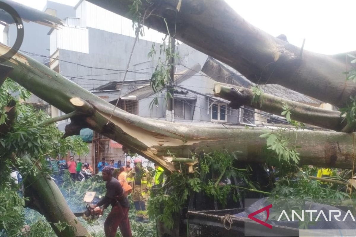 Sebuah pohon tumbang dan timpa mobil bak terbuka di Tambora