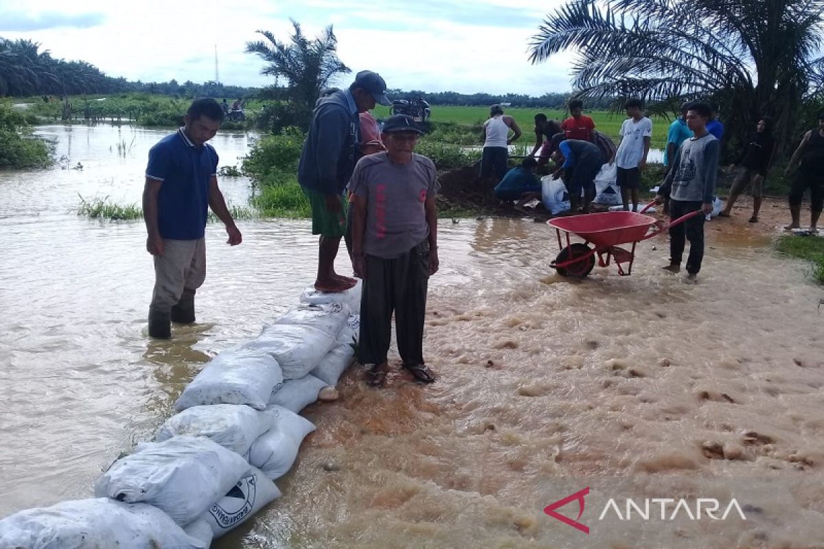 Warga bangun tanggul lindungi areal sawah dari banjir