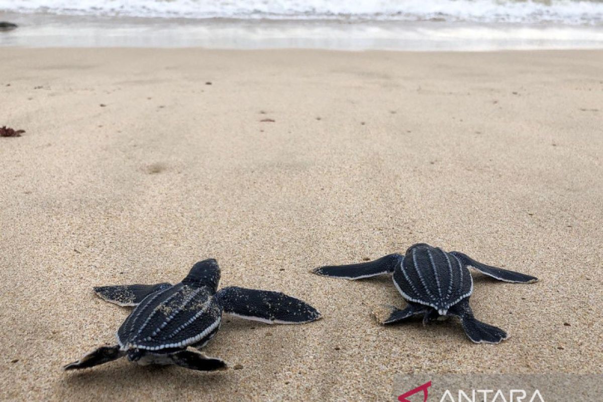 100 tukik belimbing dilepasliarkan ke laut Aceh upaya jaga biota laut