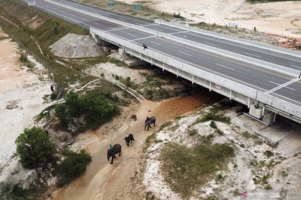Ensuring human-elephant coexistence along Pekanbaru-Dumai toll road