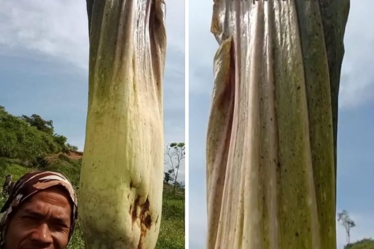 Bunga bangkai raksasa tumbuh di kebun kopi warga di Bener Meriah