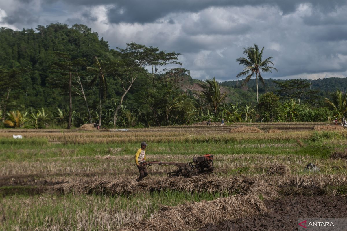Pemprov Banten ajak petani percepat gerakan tanam padi