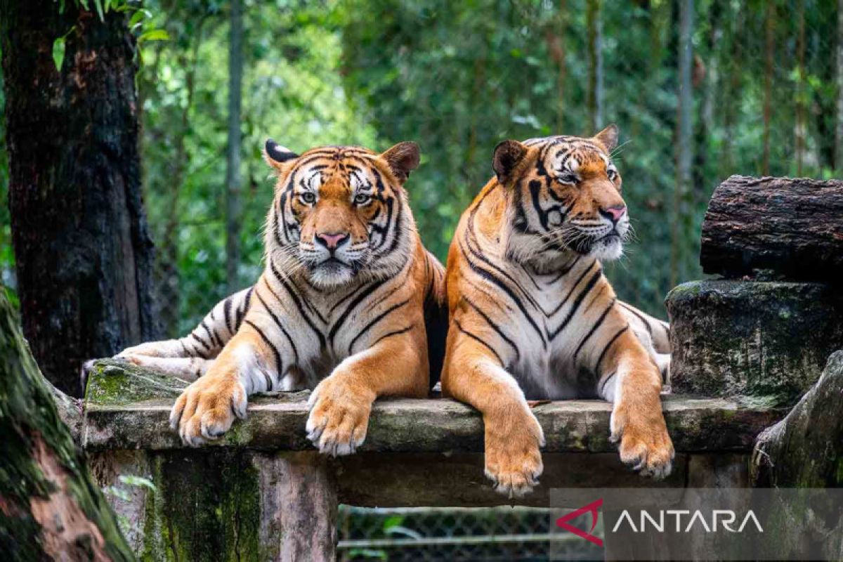 Seekor harimau malaya di Kelantan diselamatkan dari jerat