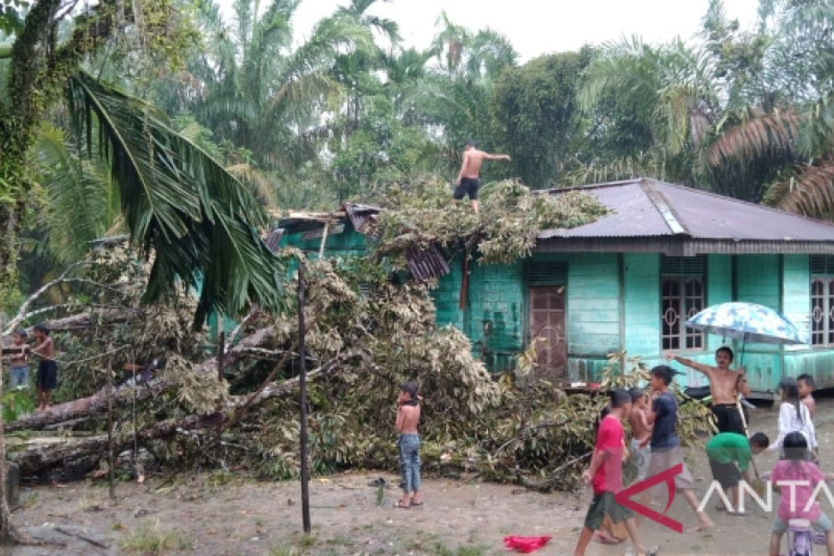 Akibat angin puting beliung, satu rumah di Kampar tertimpa pohon