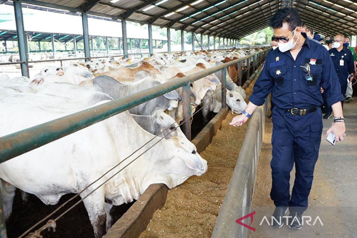 Mentan pastikan stok sapi siap potong di Sumut dan Aceh aman